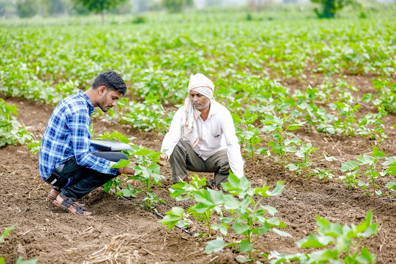 Rural content production and consulting